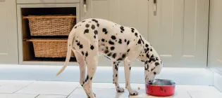 A Dalmatian dog eats from a food bowl in a domestic kitchen.
