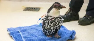 image of penguin fitted with eye drain in leopard print surgery suit