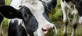 A calf in a field looks up at the camera.