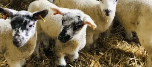 A group of lambs stand on straw in a pen, some with black and white faces and some with white faces