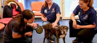 Gemini said A woman kneels on a blue floor in a waiting room, holding the retractable leash of a brindle and white dog with a graying muzzle. Two veterinary staff members in blue scrubs kneel beside the dog, smiling and reaching out to pet it. 