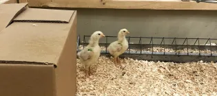 Two newly hatched chickens by a cardboard box in a pen