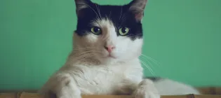 A black and white cat
