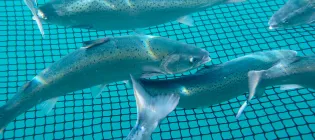 Salmon swim within a net in a farm