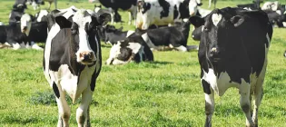 Fresian dairy cows in a field