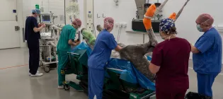 a horse undergoing surgery