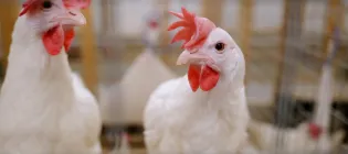 Two white laying hens