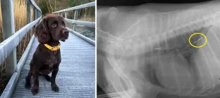 brown spaniel with yellow collar sitting on wooden bridge and xray of dogs abdomen showing a triple headed fish hook in its stomach