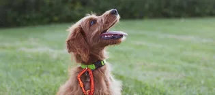 A brown dog seen in profile looks up at a person who is out of shot