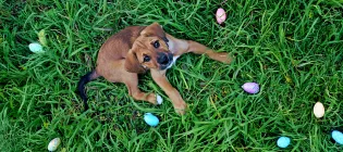 dog and easter eggs MB