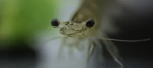 A close-up of a whiteleg shrimp.