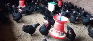 Black chickens in a coop