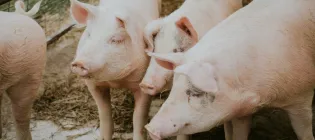 3 pigs in a pen
