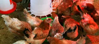 A flock of brown chickens in a pen