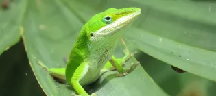 A green anole lizard sits on a large leaf.