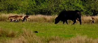 Wild deer and cattle grazing together in a field