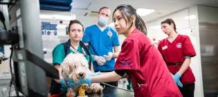 vets and vet students examine a dog
