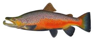 Large fish