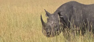 An eastern black rhino walks through long yellow grass.