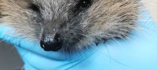 A hedgehog whose face is visible and eyes open is held upright in a gloved hand, and supported from below by another hand wearing a blue glove.