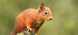 A red squirrel sits on a tree root in a woodland space.