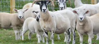 A flock of sheep stand in a green field, looking at the camera.