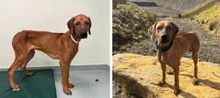 two photos of large brown dog taken a month apart. the first image shows a very thin, weak dog with skin condition, the second image shows the dog at a healthy weight out on a walk