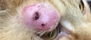 close up of large inflammed hairless area of skin above the eye of a ginger cat