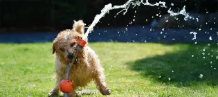 small cream terrier dog holding a water hose in his month with a jet of water shooting into the air