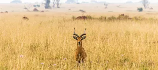 An antellope stand in the centre of the image, in a golden field in the African savannah