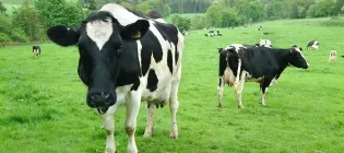 Black-and-white cow standing in a green pasture, one cow facing the camera, other cows are visible in the background alongside hills and trees