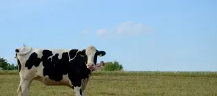 A black and white dairy cow standing in a grassy field
