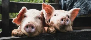 Two pigs in a pen resting their heads on the wooden fence, both facing the camera. 