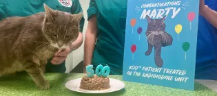 cat next to cake with '500' candle and celebration card