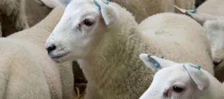 Profile view of sheep at Dryden Farm
