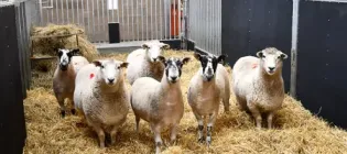 A group of sheep in a pen looking at the camera