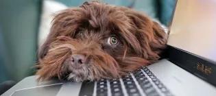 Dog on Laptop