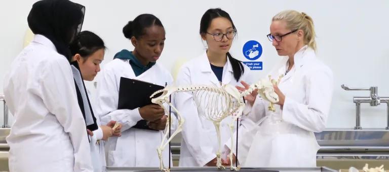Summer school students and a professor in a veterinary anatomy class
