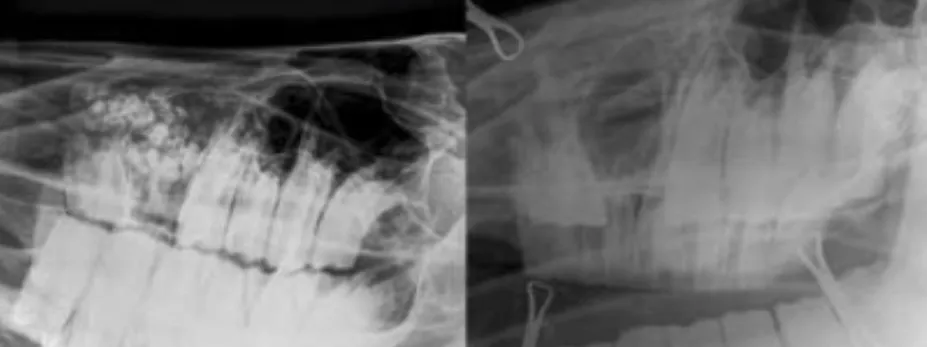 horse radiograph