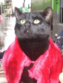 Pisa the homeless cat