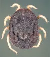 image of a tick