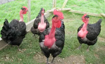 Image of four Transylvanian naked neck chickens