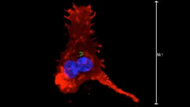 How to make better vaccines for humans and animals