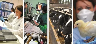 Compilation of images featuring animals and scientists