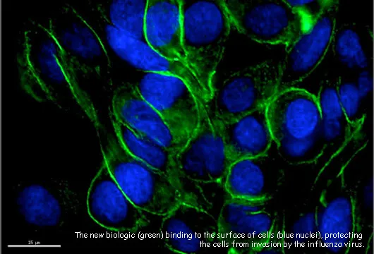 Image of the new biologic binding to the surface of cells, protecting the cells from invasion by the influenza virus