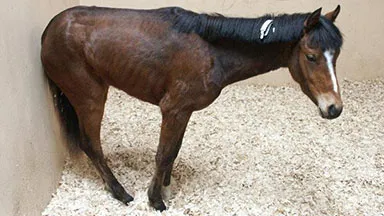Image of a sick horse