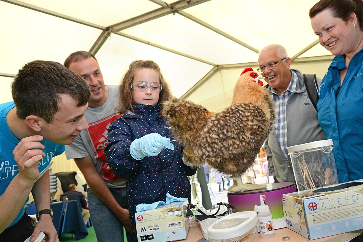 Testing our chicken for flu at the Flu Fighters stand
