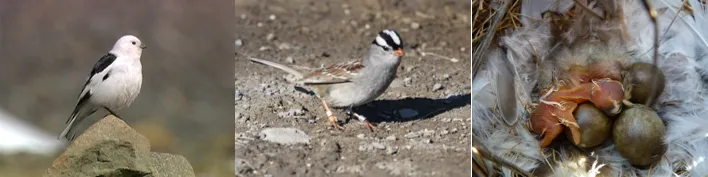 Snow bunting passerine and Gambel’s white-crowned sparrows.
