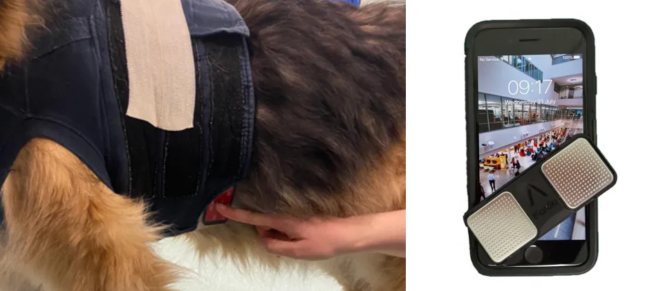 picture of dog during Holter exam and AliveCor software displaying on a mobile phone