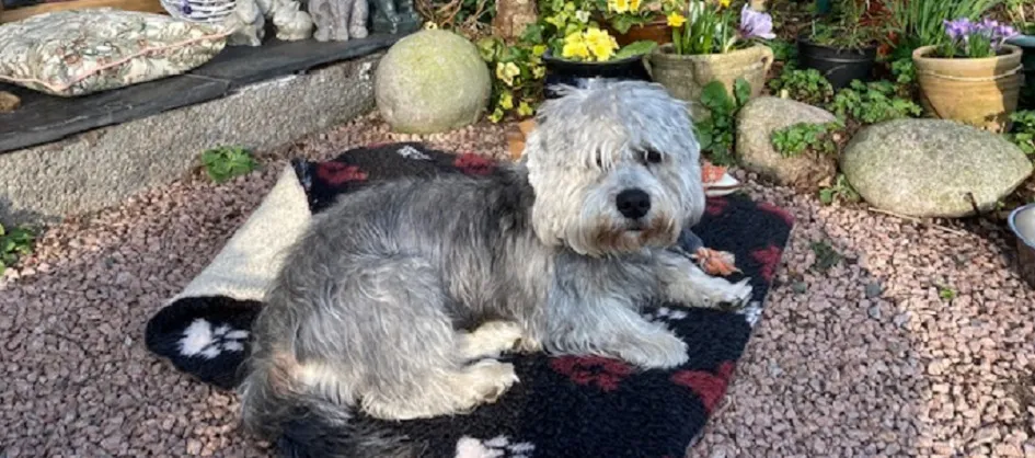 Dog sat in the sunshine